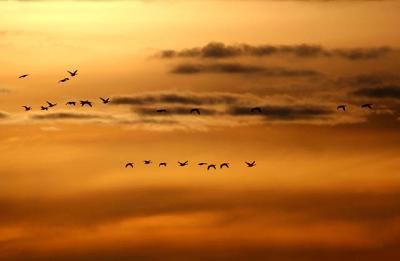  oies au couchant / Geese at sunset