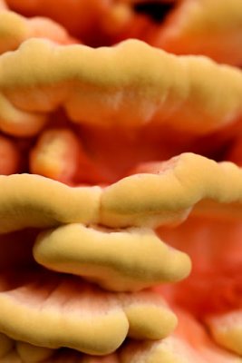  champignons / Mushrooms