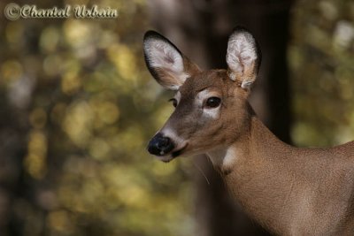 Chevreuils / Deers