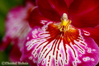20080302_1310 Orchide.jpg