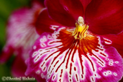 20080302_1310 Orchidée.jpg