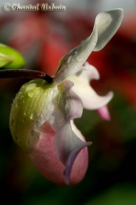 20080302_1300 Orchidée.jpg