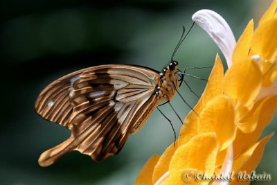 20080321_1345 Papilio dardanus.jpg