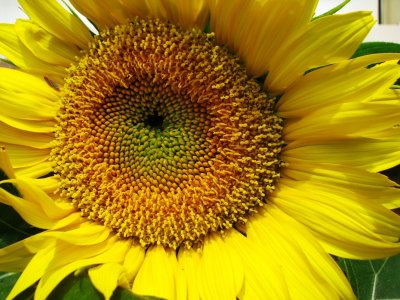 IMG_7761 sunflower.JPG