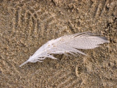 IMG_3090 feather in sand.JPG