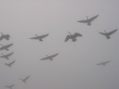 IMG_3316 flying south in the mist.JPG