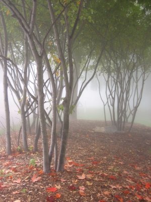 IMG_3341 fall mist.JPG