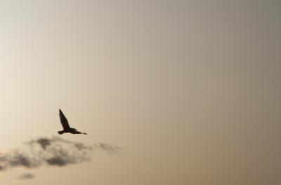flight at sunset