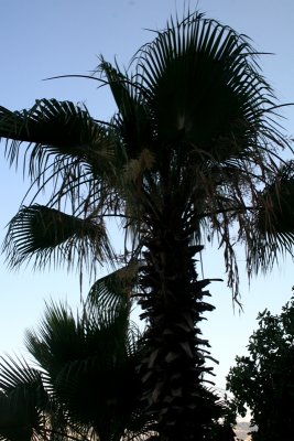 IMG_5129 palm tree