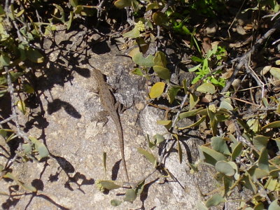 Hike_03-05-2010_0010.JPG
