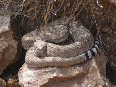 Snake_4-10-2010_0002.JPG