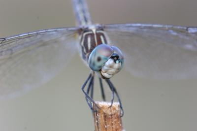 insects