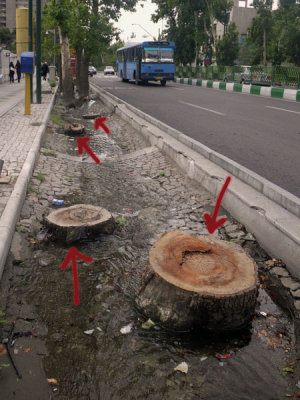 Illegal Cutting - 2