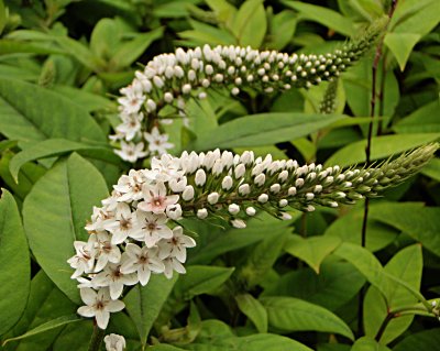 Curvy flowers