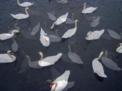 Swans in Gharashmish.jpg