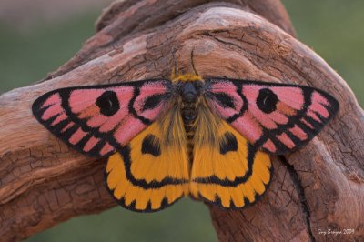 Day Moth (Hemileuca eglanterina)