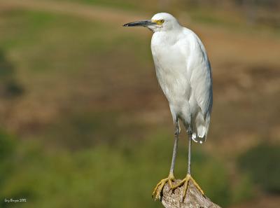 Snowy Egret