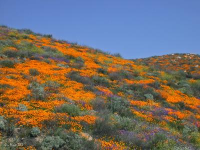 California Wildflowers