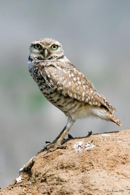 Burrowing Owl