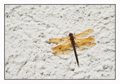Dragonfly on wall