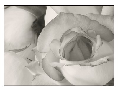 Roses # 2