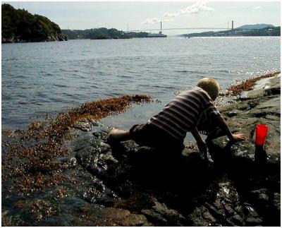 Looking for crabs