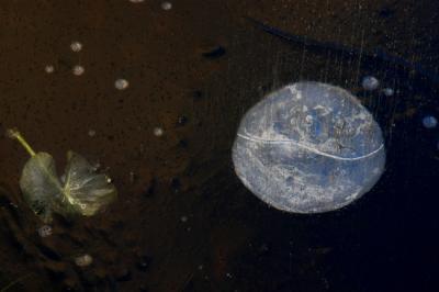 Leaf and bubble