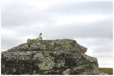  Bird and stone