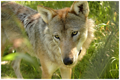  Female wolf