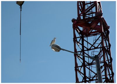 Crane and seagull