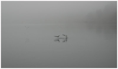 Seagulls fishing