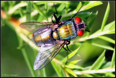 housefly1.jpg