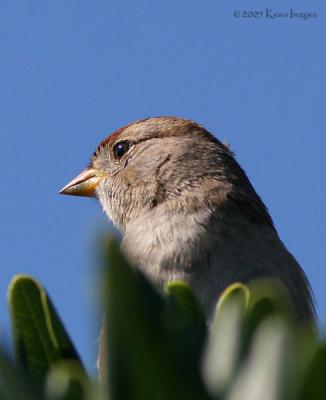 sparrow2.jpg