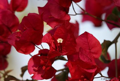bougainvillea1.jpg