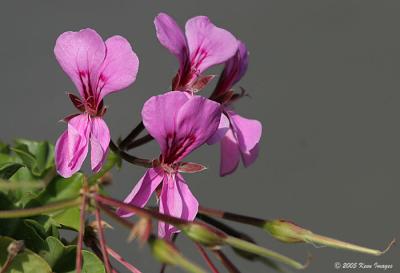 flower1.jpg
