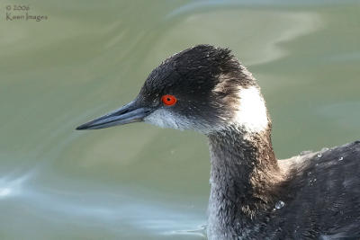western grebe1.jpg