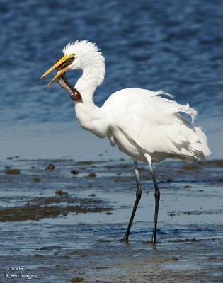 egret_fish3.jpg