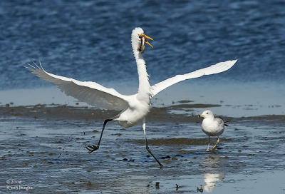 egret_fish4.jpg