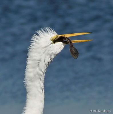 egret_fish7.jpg