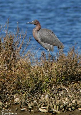 redish egret1.jpg