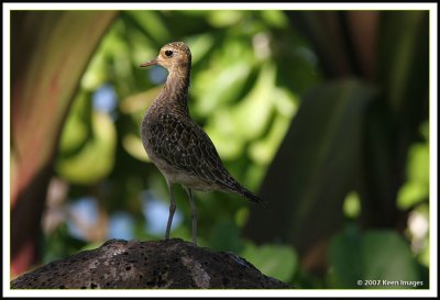 kauai bird.jpg