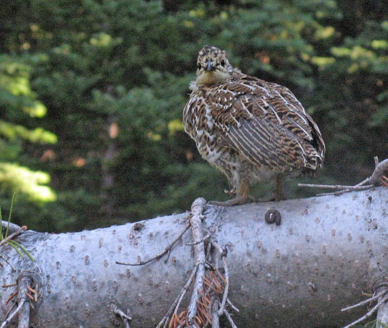 Blue Grouse Chick Tries To Figure Out  WHat We Are 