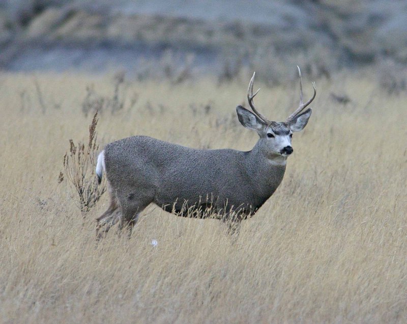  Nice Buck  In Grasslands