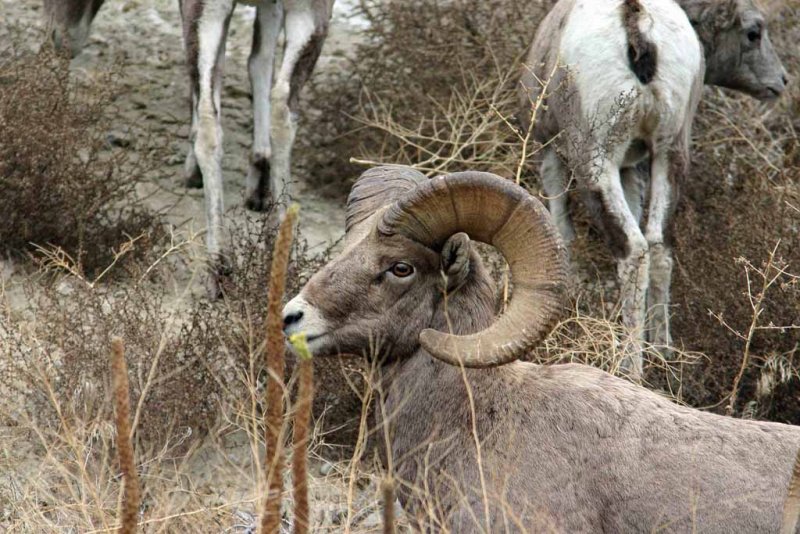 Bighorn Sheep Seen On Way To Hunting Area