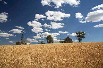 Wheat Crop With Old Farm