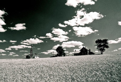 Wheat Ready For Harvest In Front Of Old Homestead