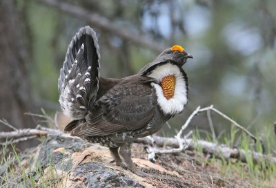 Male Blue Grouse Calling For A Hen