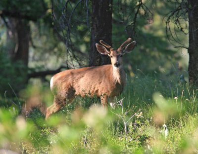 Mule Deer Buck   In Velvet  Near Ardenvoir 