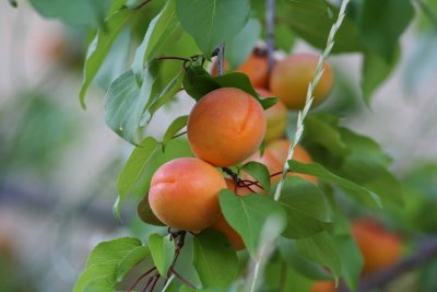 Backyard Apricots ALmost Ready!!