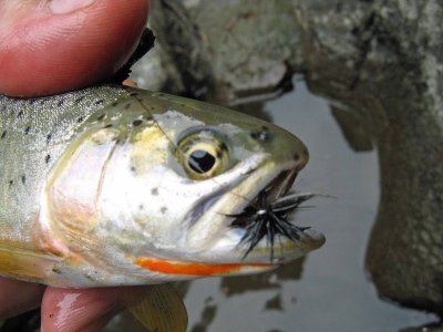 Little Black Fly Does The Trick On This Cutthroat